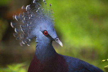 red eyed side on