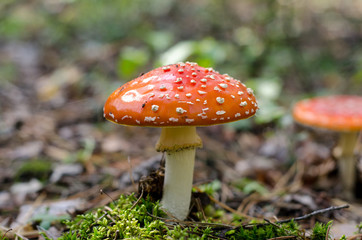 Amanita mushroom