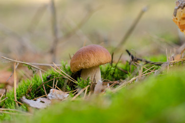 Edible mushroom