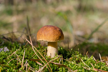 Edible mushroom