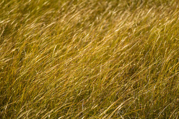 Texture of the autumn thin yellow green grass at sunset sun
