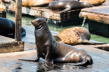 Fototapeta premium lazy sea lions at san francisco pier 39, california