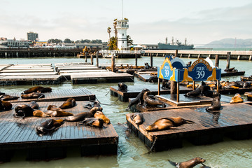 Fototapeta premium leniwe lwy morskie w san francisco pier 39, kalifornia