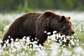Brown bear walking in blossoming cottongrass. Wounded bear in bog.