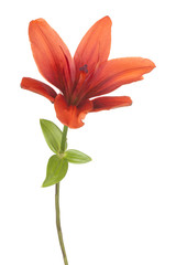 lily flower isolated