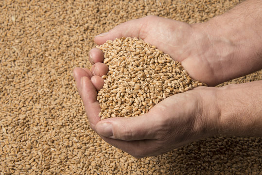 wheat grains in hands  - close up