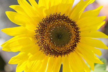 Obraz premium Sunflower
