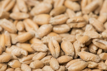 wheat grains close up - in the detail