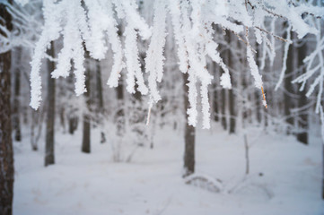 Beautiful snow-covered forest in winter. Branches of fir trees, pines, birches in snow and frost. Freezing day.