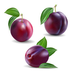 Quality realistic vector plum collection. Plums, isolated on white background. Set of ripe purple plum.