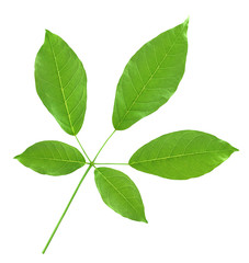 Green leaf isolated on white background.