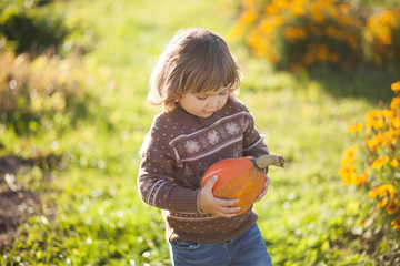 Toddler girl harvesting orange pumpkin