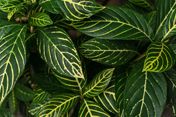 Naklejka na ściany i meble Green leaf texture background