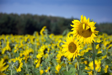 Sunflowers field with closeup of two sunflowers in the foreground