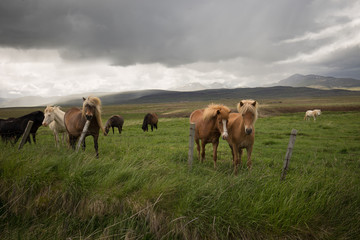 Fototapeta na wymiar Islandpferde