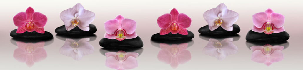 Fototapety  Orchidea na skałach