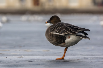 Greylag Goose (Anser Anser)