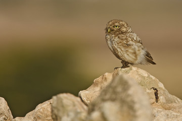 Little Owl (Athene noctua) juvenile perched on a rock in evening light, Morocco.
