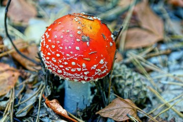 яркий красный мухомор растёт среди сухих листьев в лесу