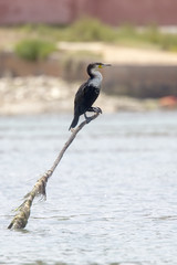 Great Cormorant (Phalacrocorax carbo maroccanus), Atlantic subspecies, perched on a post, the river estuary at Oualidia, Morocco.
