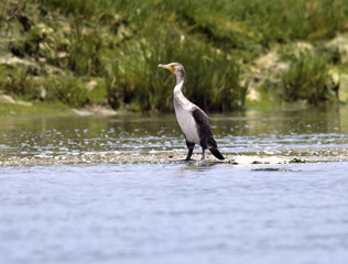 Great Cormorant (Phalacrocorax carbo maroccanus), Atlantic subspecies, standing at the water's edge, the river estuary at Oualidia, Morocco.