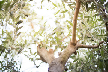 Olive tree photo background