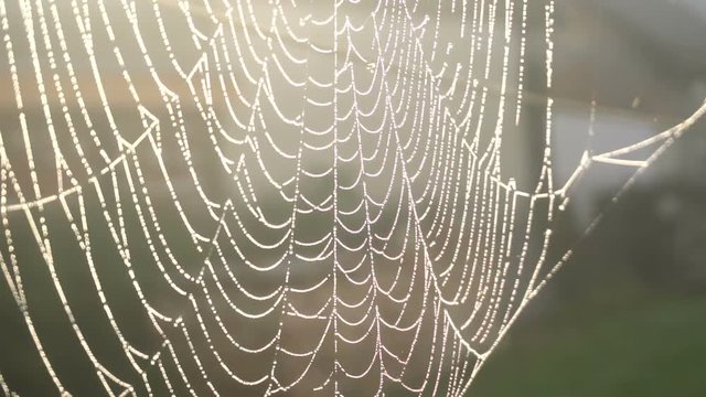 Wet web on black and white background focus blurred