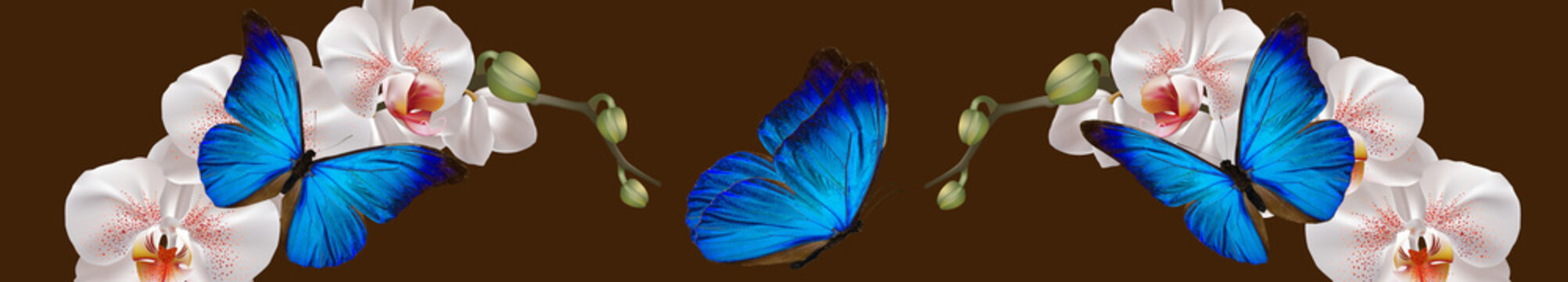 blue butterfly,Orchid,brown,kitchen,view