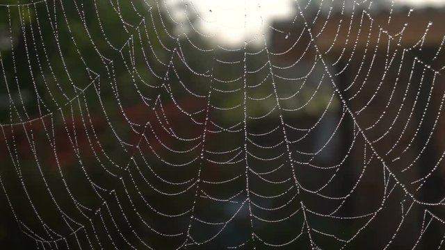 Wet web background