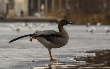 Greylag Goose (Anser Anser)