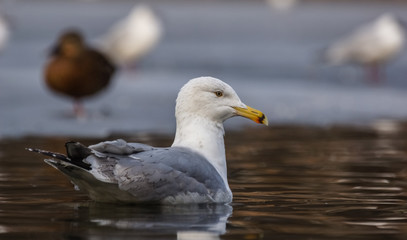 Common Gull (Larus Canus)