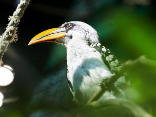 Southern yellow billed hornbill at zoo in Vienna, Austria