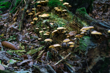 Pilze auf verrottenden Baumstamm im Wald