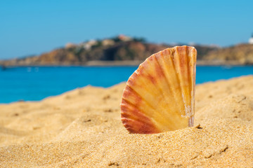 Shell in the sand. Portugal