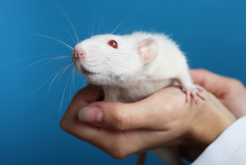 White rat in hands