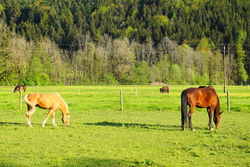 Fototapeta premium Pferdekoppel in den Kalkalpen