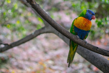 beautiful lorikeet sitting on a branch