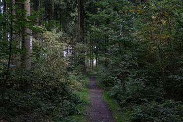 Waldpfad im Sauerland, Deutschland mit Herbststimmung