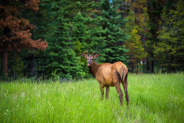 Obraz na płótnie Canvas Young male Elk in Banff National Park, Alberta, Canada
