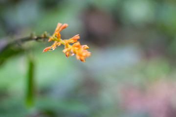 orange flower with green background
