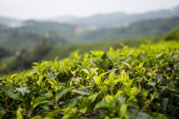 tea plantation in Malaysia