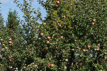 Äpfel an Apfelbaum im Herbst