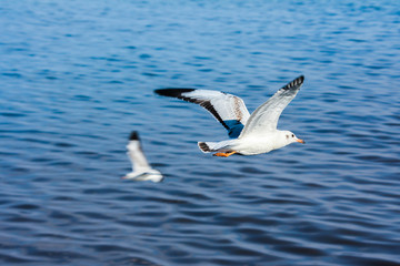 Seagulls flying on blue sea.