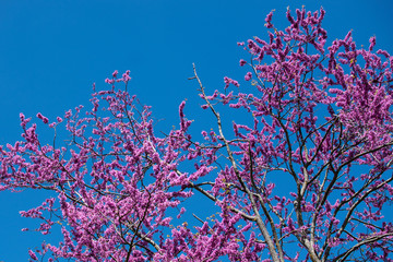 pink tree with blue sky