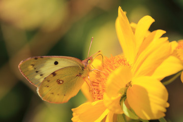 Yellow butterfly on yellow flower and on a blurry gray background 