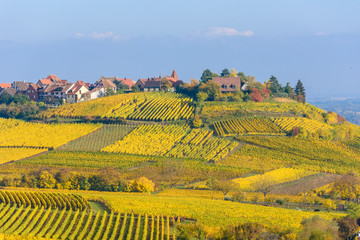 Fototapeta na wymiar Beautiful autumn landscape with vineyards near the historic village of Riquewihr, Alsace, France - Europe. Colorful travel and wine-making background. Travel destination for vacation.