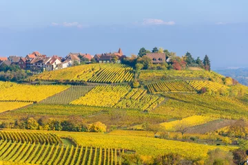 Poster Prachtig herfstlandschap met wijngaarden in de buurt van het historische dorp Riquewihr, Elzas, Frankrijk - Europa. Kleurrijke reis- en wijnbereidingsachtergrond. Reisbestemming voor vakantie. © Simon Dannhauer
