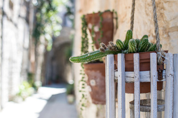hanging flowerpot with cactus.NEF