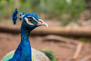 face of a beautiful peacock
