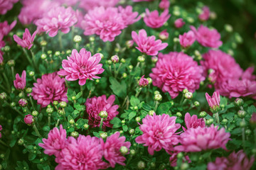 Fototapeta premium pink flowers in green grass. Nature background